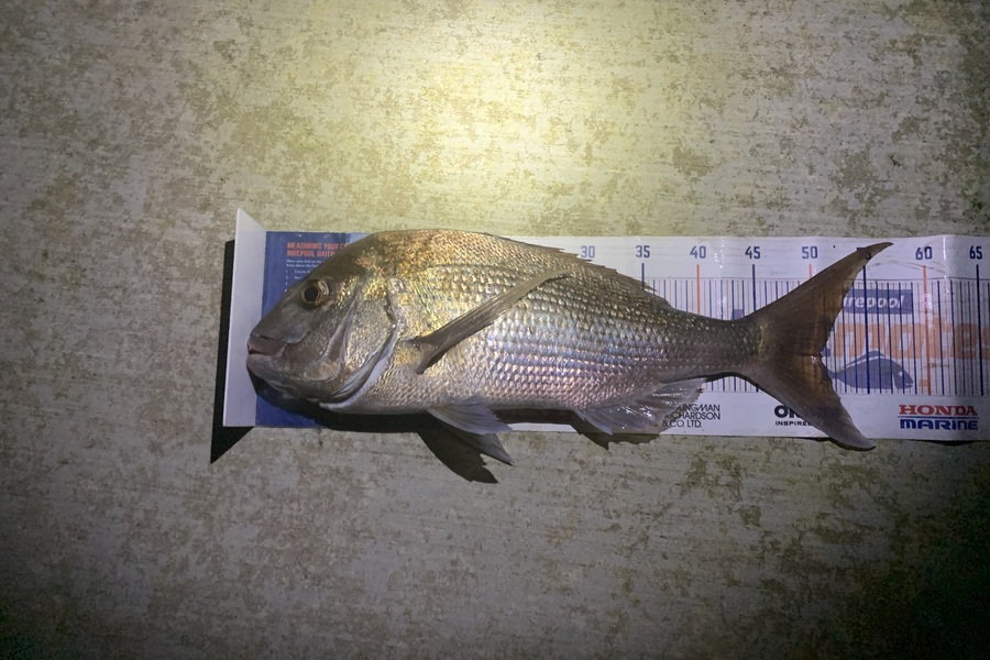 Mark Piskulic caught this 50.0cm Snapper at Northland during The Export NZ Fishing Competition